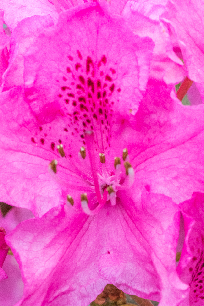 RHODODENDRON IN BLOOM, VICTORIA, VANCOUVER ISLAND, CANADA (MAY 2017)