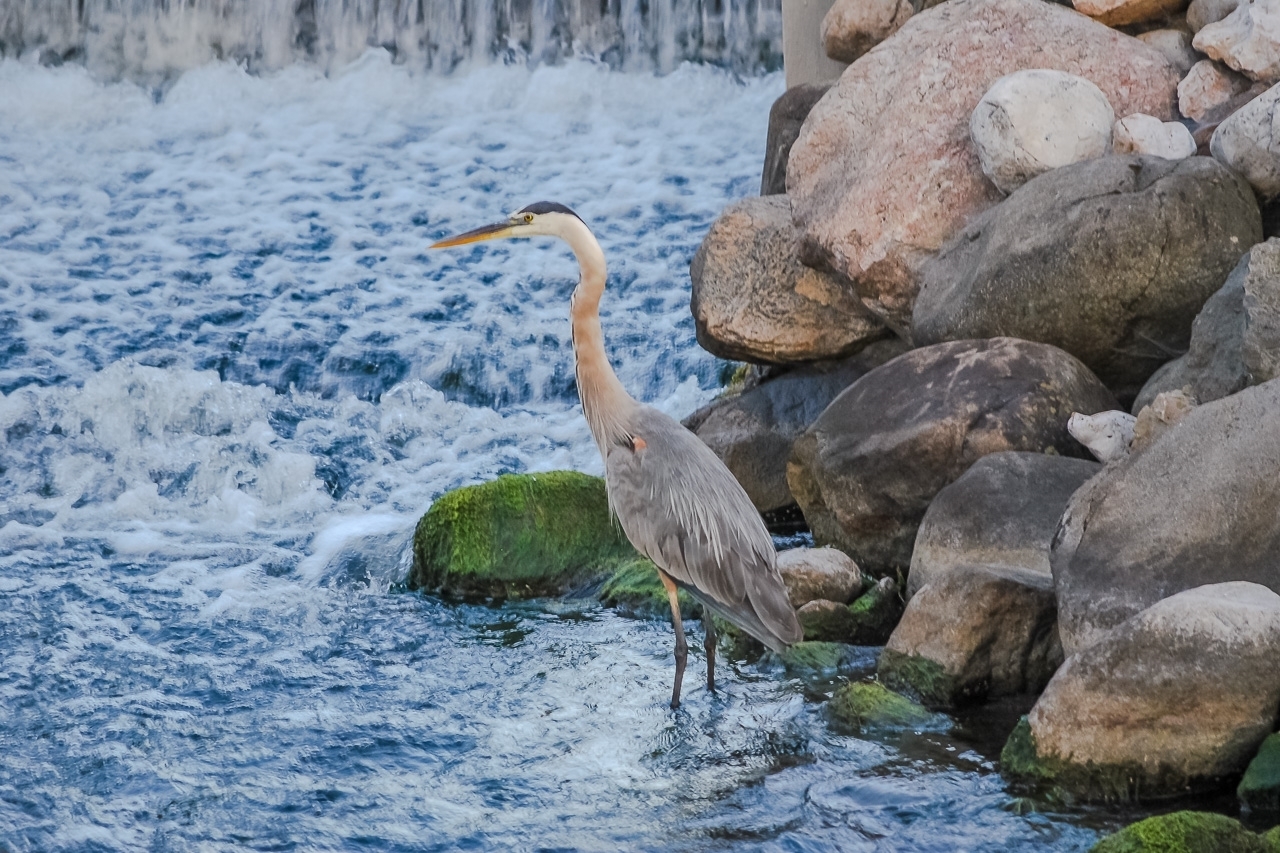 Great Blue Heron Reads Green Lake's Rapids