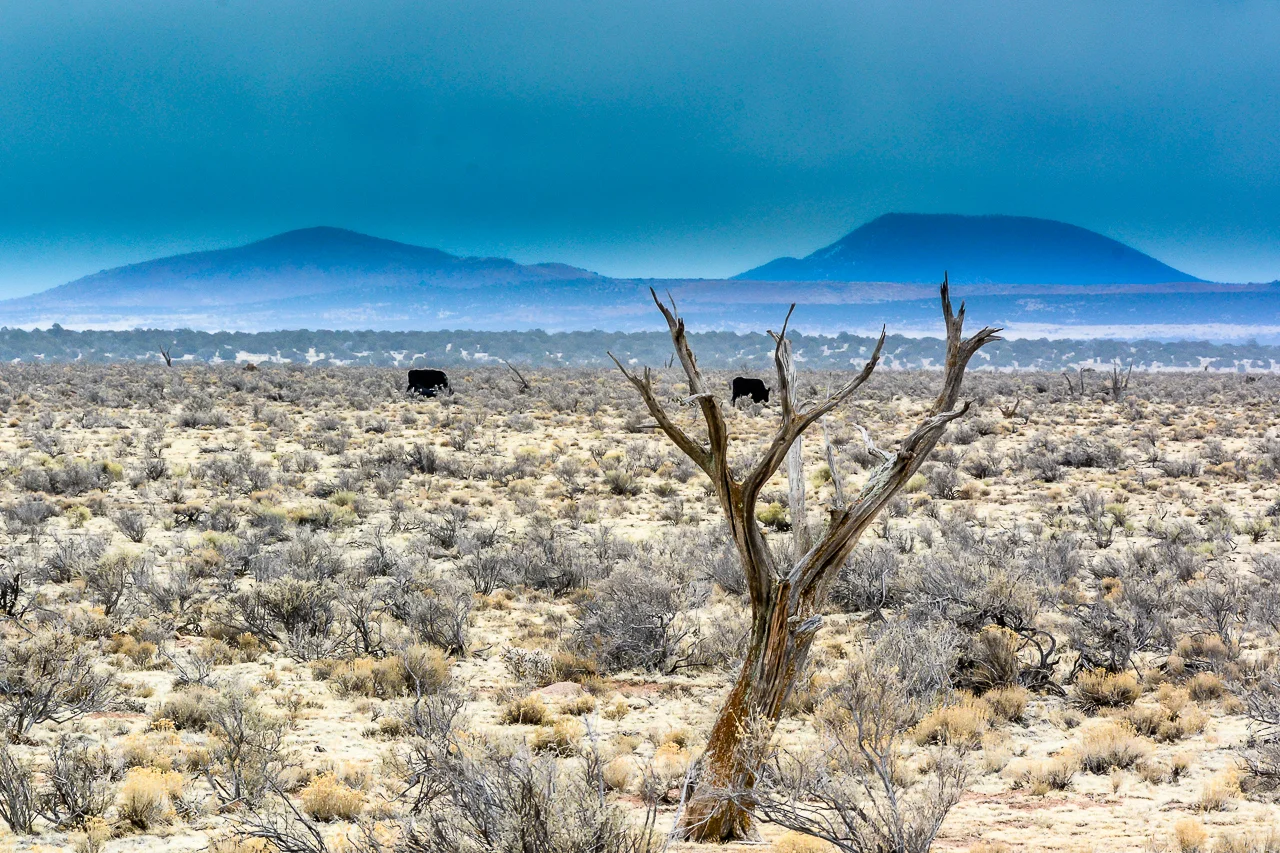 Jones_T.Landscape-8575.jpg