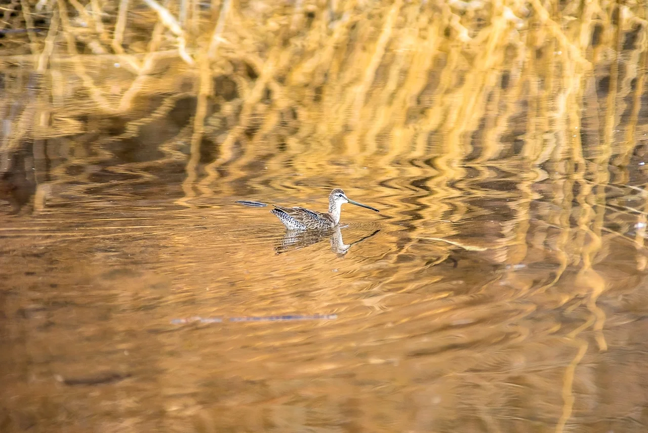 WILSON'S SNIPE SAILS HIDDEN PAINTED DESERT POND (2018)