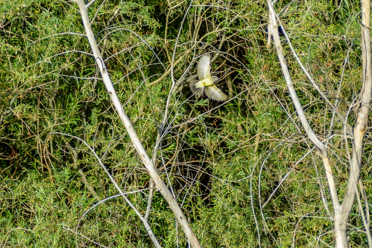 Birds.Jones_T.--3033.jpg