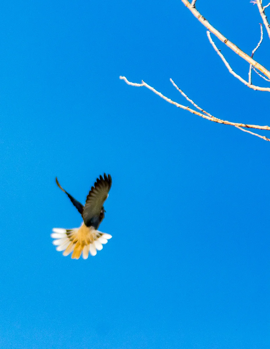 Birds.Jones_T.--1104.jpg