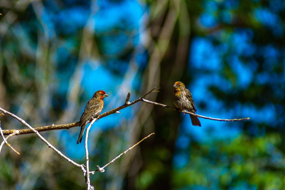 Birds.Jones_T.--4684.jpg