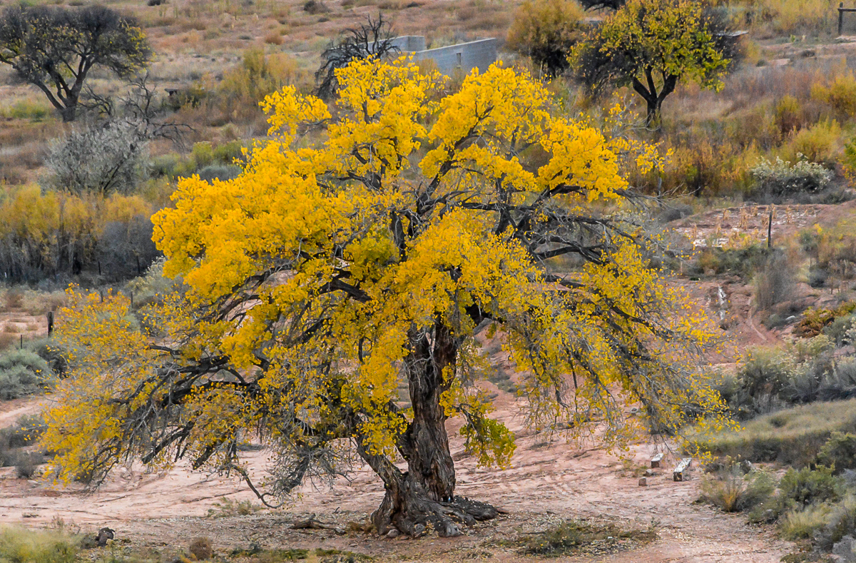 GRANDFATHER COTTONWOOD TREE GRACES MOENCOPI, HOPI NATION (2016)