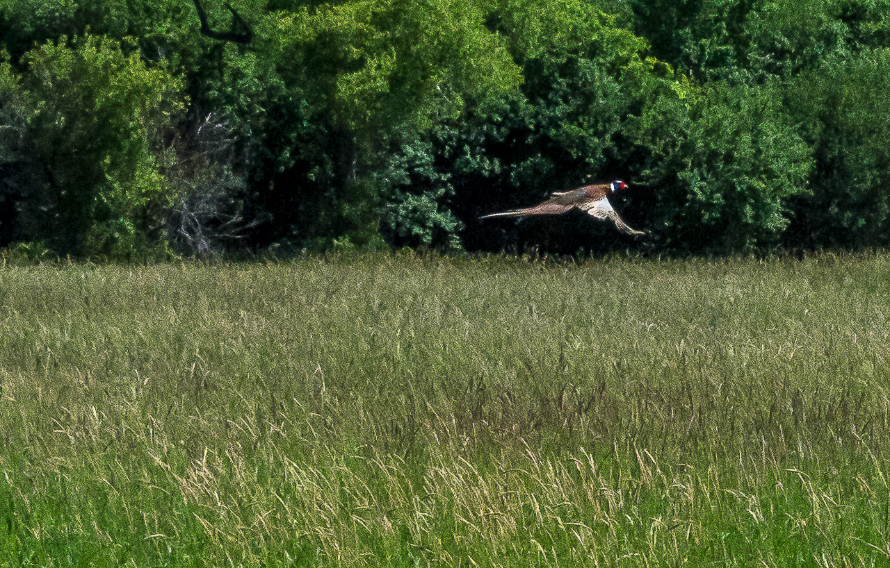 RING-NECKED PHEASANT IN FLIGHT, Green Lake County, Wisconsin (2016)