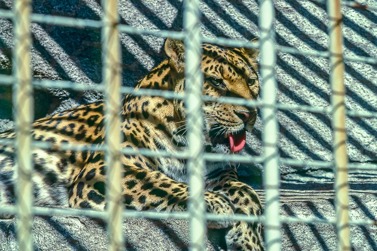 CAGED SPIRIT: LEOPARD, Milwaukee County Zoo