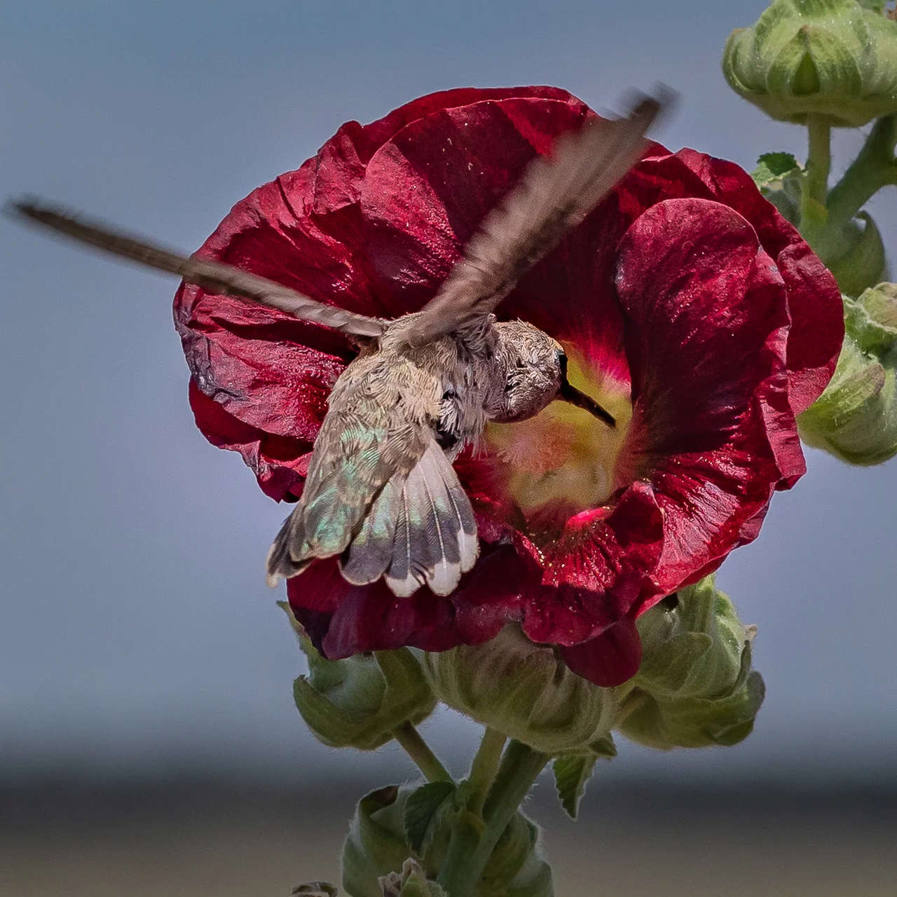 HUMMINGBIRD ENTERS RED HOLLYHOCKS FOR NECTAR (2018)