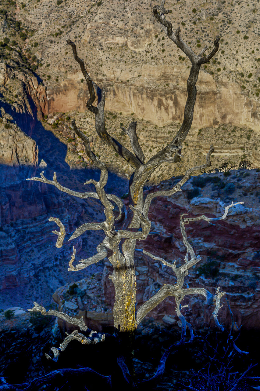 Pinyon Tree Dances on the Edge of Grand Canyon, Desert View (2019)