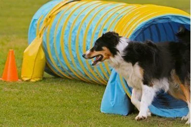 FOD agility-tunnel.jpg