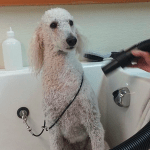 We Wash Service