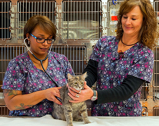 Routine Services Town and Country Veterinary Clinic offers a wide range of services including: Preventative Small Animal Medicine Treatment of pocket pets, small birds and reptiles Grooming Boarding Routine and Specialized Surgeries Surgical Laser Dentistry In-house laboratory equipment 24-hour emergency care and referral service Digital Radiography Orthopedic Surgery Ultrasound Health Certificates (Accredited Veterinarians) Behavior consultations Chemotherapy Ultrasonography Dental Digital Radiography Echocardiogram We offer modern and specialty diagnostic equipment which allows our trained staff and competent doctors the ability to more quickly diagnose and provide more rapid treatment to your pet. A paperless chart system supported by our fully integrated computer system allows us to access information about your pet in the hospital from one of our 24 computers. We can perform a Complete Blood Count (CBC), biochemical blood profile, clotting factor profile, complete urinalysis, and more right here in our clinic, 24 hours a day, with results available in minutes. We are pleased to announce the addition of state-of-the-art digital radiography equipment. Our new DR digital x-ray unit provides detail-enhanced radiographs with no developing time. These images are sharper than traditional radiographs and many properties can be altered within the image, decreasing the number of exposures required. The clinic also offers routine and specialized ultrasound. An ultrasound procedure is a noninvasive way to look within your pet to gain information about a patient’s medical condition and needed treatment. The clinic also offers a Cutting Edge surgical laser—a specialized light beam that cauterizes as it cuts small blood vessels, causing less bleeding, less pain and swelling, and a reduced risk of infection, thus contributing to a quicker recovery time.