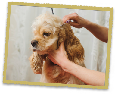 Pet Grooming When your pet is in need of a new look, our pet grooming department has got you covered! On-site professional groomers are available to provide convenient, full-service dog and cat grooming for both medical and cosmetic needs. Having your pet professionally groomed accomplishes more than just making your pet’s coat look nice and shiny. Our groomers work closely with our veterinarians , alerting them to any issues that may be observed with your pet’s skin or coat during their grooming treatment. Ear cleaning, nail clipping and anal gland expression are included in the bathing and grooming fee. Extra charges may be added for matted coats, medicated shampoos, flea treatments, overgrown coats, and challenging patients which require additional time and/or sedation. Medicated baths and de-skunking baths are available as well. We recommend that new puppies get groomed at 12 to 16 weeks of age to get the puppy used to the bath, ear cleaning, a minor trim/groom, and nail trim. The length of time between grooming sessions depends on the breed of dog, but we recommend every 6-12 weeks as a general rule. What about cats? They like to be clean too. Having your cat professionally bathed and groomed keeps the skin and coat healthy and greatly decreases the occurrence of problem hairballs. Grooming also keeps your cat’s hair matt-free. Prior to grooming, all dogs must have an annual DHLPP and Bordetella Booster and a current Rabies vaccine. All cats should have an annual FVRCP Booster and a current Rabies vaccine. Appointments are necessary and may be combined with a doctor’s visit if requested in advance. Professional, experienced groomers are available to speak to you about your pet’s specific needs. Grooming appointments are available Monday through Friday. Bathing appointments can be scheduled 7 days a week. Pet grooming services we provide at our animal hospital include: Bathing Breed cuts De-shedding shampoos and conditioners that work with the FURminator treatment Ear cleaning Expression of anal glands FURminating Sanitary trims Nail trims and filing If you have questions about our pet grooming services or would like to schedule grooming service for your pet, please contact our team . Vaccine and Preventative Requirements for Grooming Guests All pets are required to be current on all vaccinations in order to schedule a visit with our groomer. Below are the vaccine requirements needed to schedule a grooming appointment: Cats FVRCP Rabies Intestinal parasite exam (every 6 months) Appropriate flea/tick preventative Dogs DHLPP Bordetella (injectable, intranasal) Rabies Influenza Intestinal parasite exam (every 6 months) Appropriate flea/tick preventive Patients Requiring Sedation for Grooming Should your pet require sedation for grooming, we require a current physical exam performed by one of our veterinarians within the last 12 months. In addition, it is highly recommended that patients six years and older as well as those with ongoing medical concerns have bloodwork performed prior to sedation.