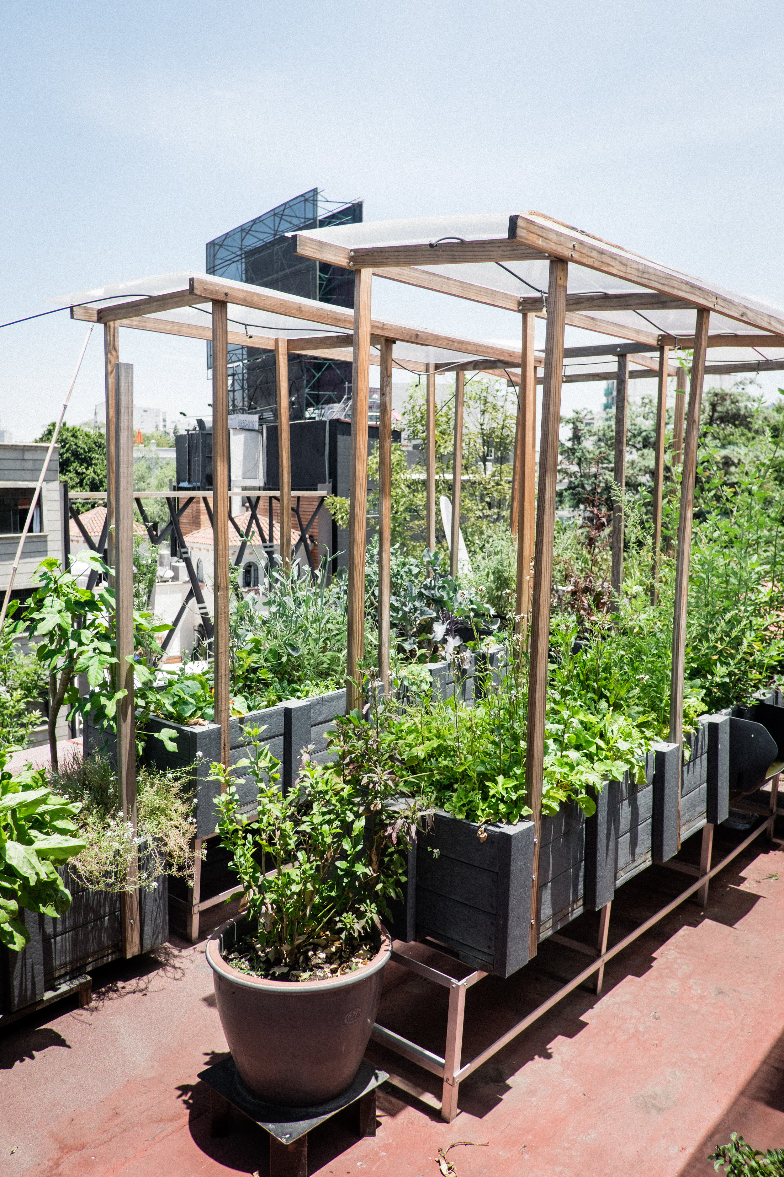 Another thing to love about Quintonil, aside from the exquisite flavors and artful presentation, is its attention to sustainability. The restaurant is seasonally based, sourcing ingredients as near as their rooftop garden, pictured below. As praised by the World’s 50 Best: “Vallejo and his team keep their carbon footprint so low that much of their ingredients travel just 30 metres from origin to plate.”