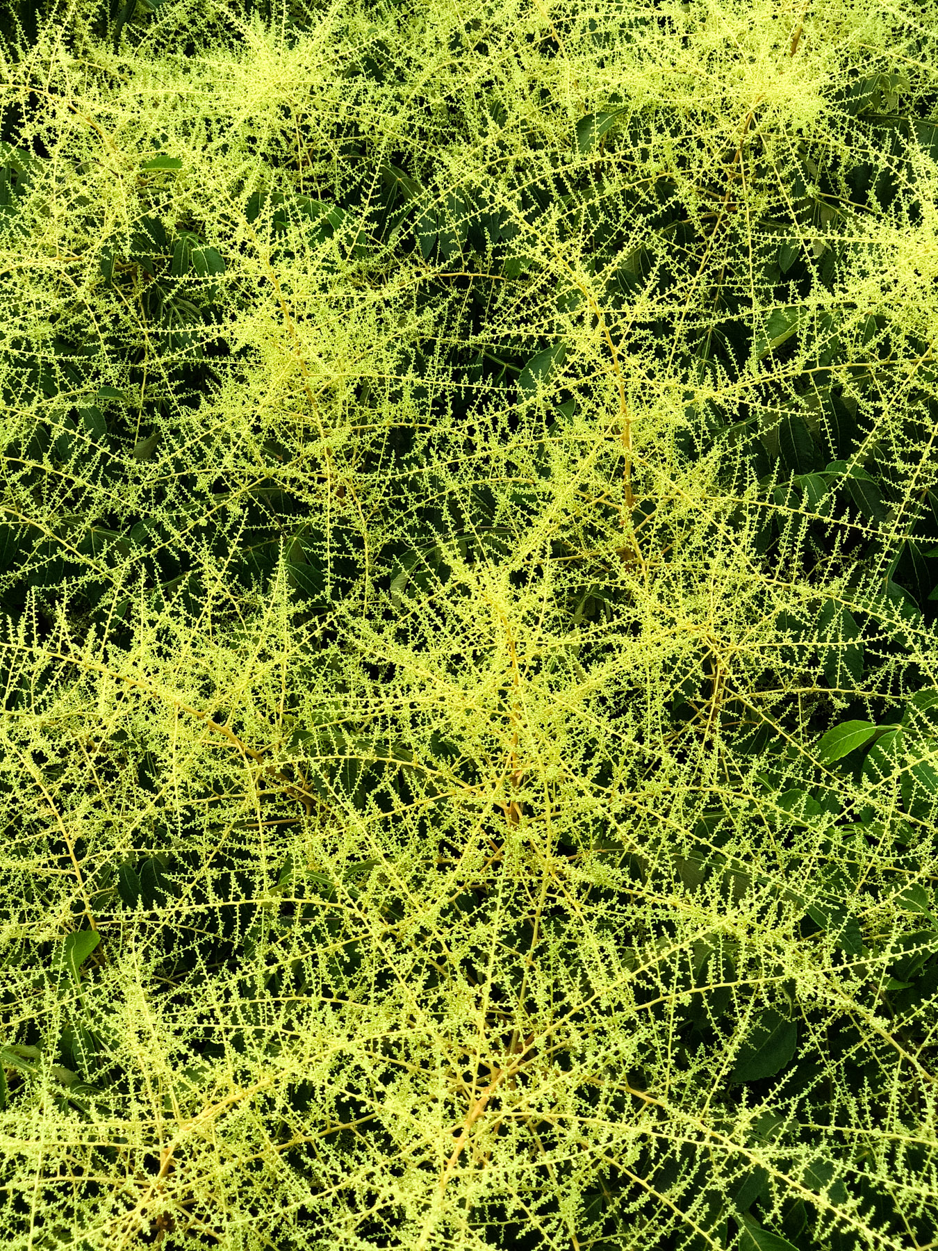 Close up of a tree inside the Botanical Garden .