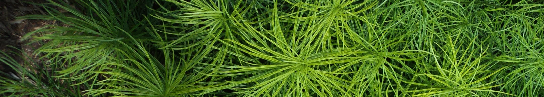 Amsonia5_from the top.jpg