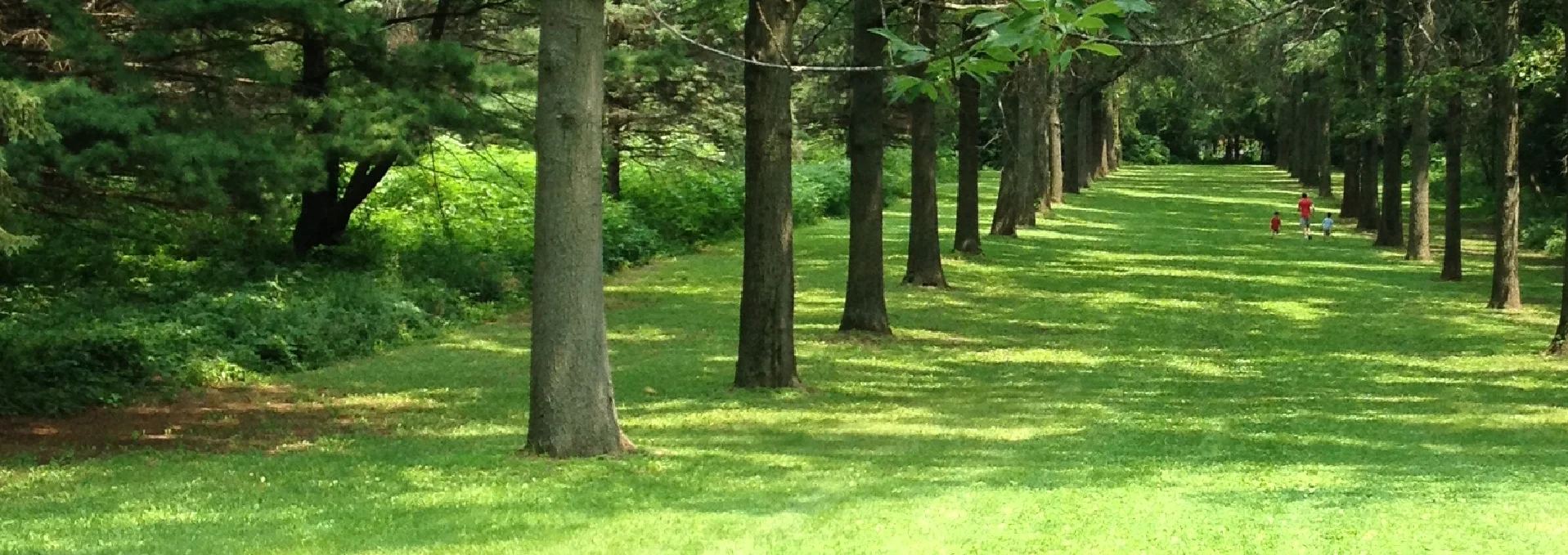 allee.jpg