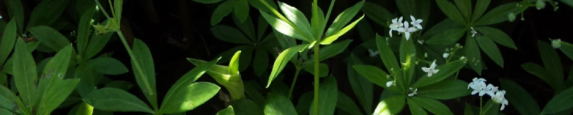 Sweet Woodruff.jpg