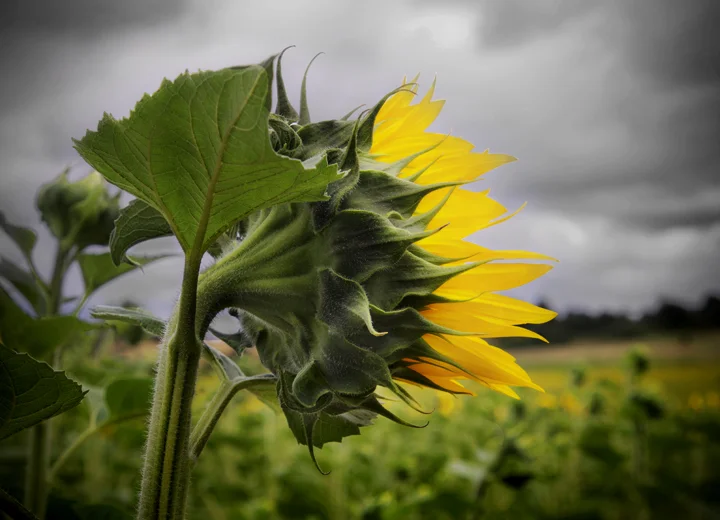 Champtoce sur Loire, France 2016