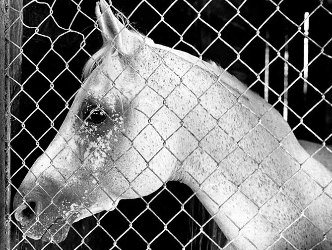 "Coronado" - Ocala, Florida 1986