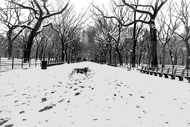 Central Park, NYC 1991