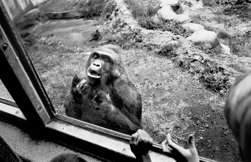 San Francisco Zoo, 2003