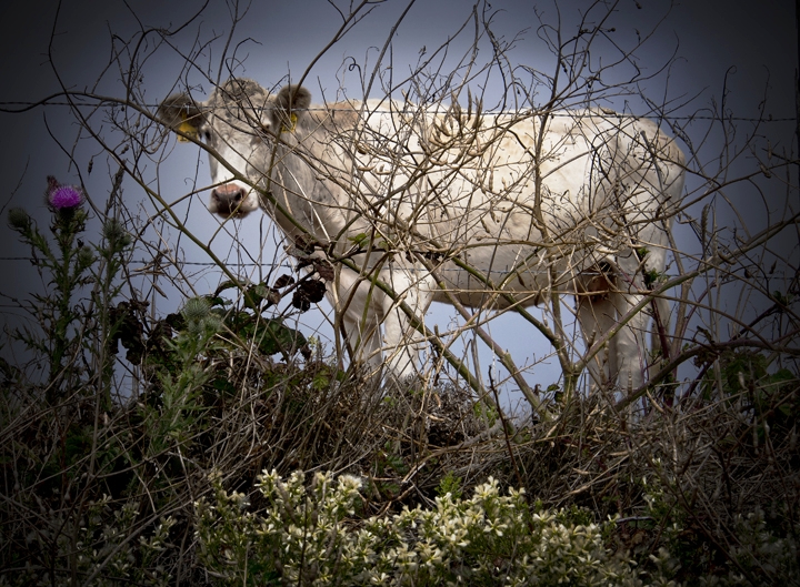 Point Reyes, CA 2014