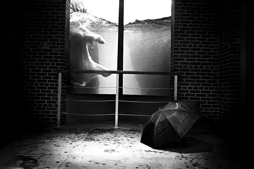 Central Park Zoo, NYC 1991