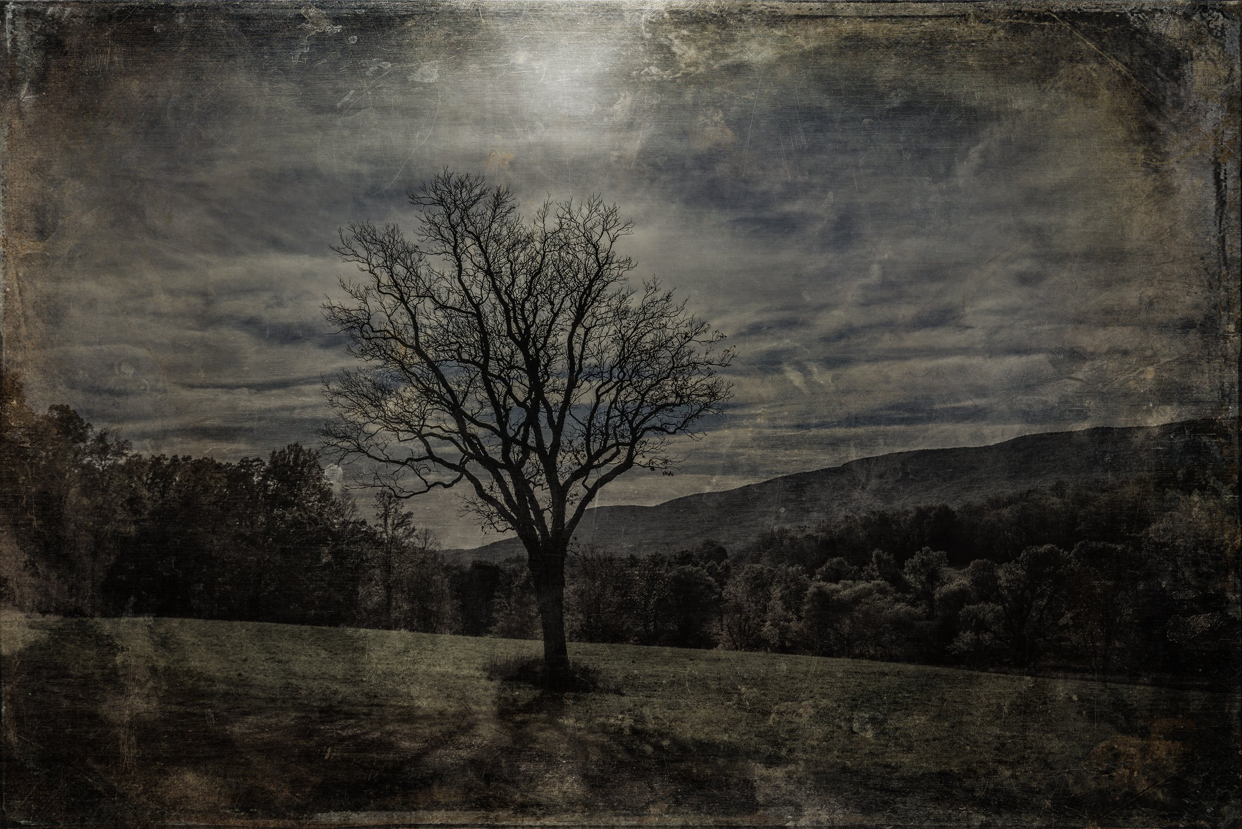 Catskills_2017_Storm_King_Tree_01-001 copy.jpg