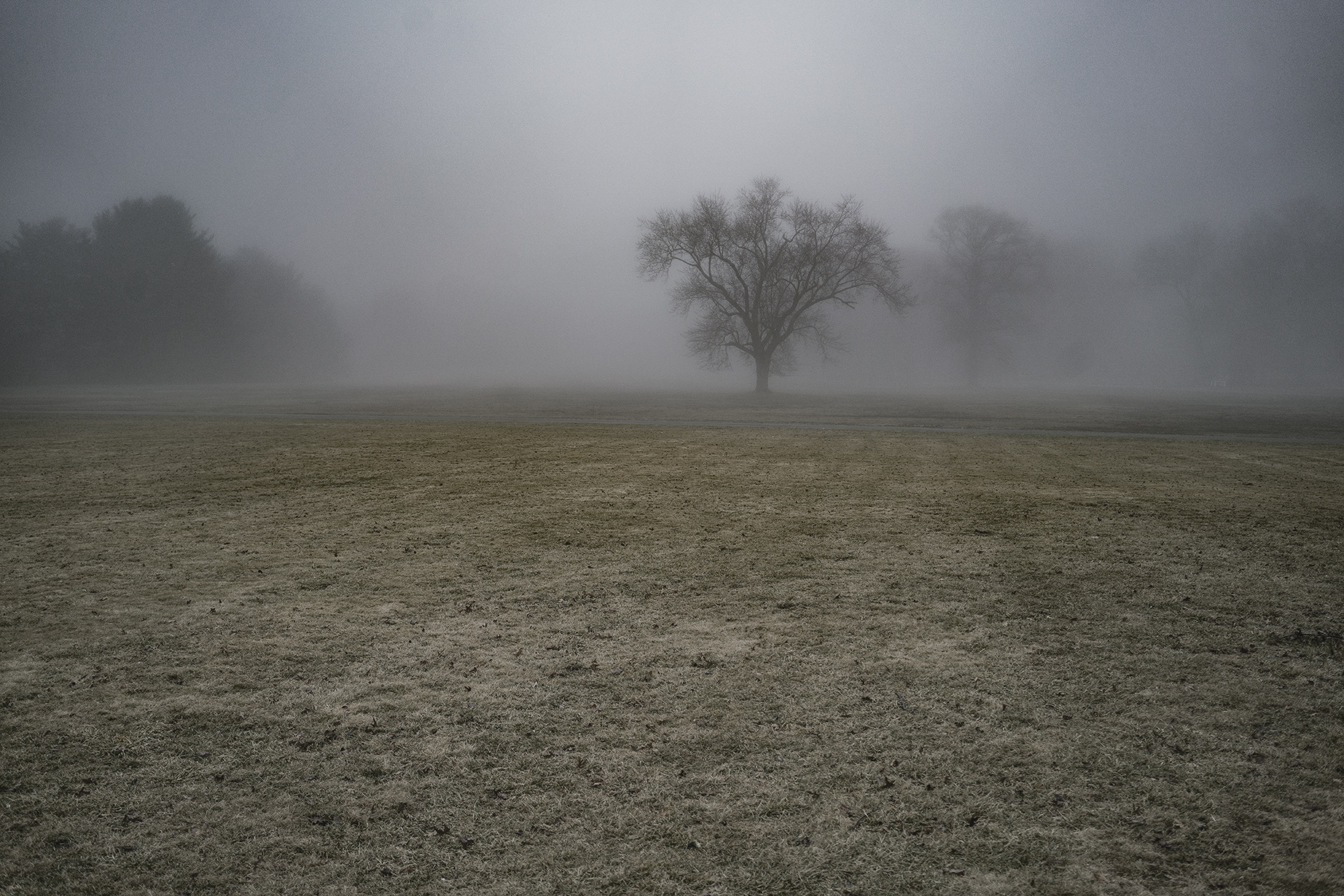 New York_Long_Island_Foggy_Lone_Tree-034.jpg