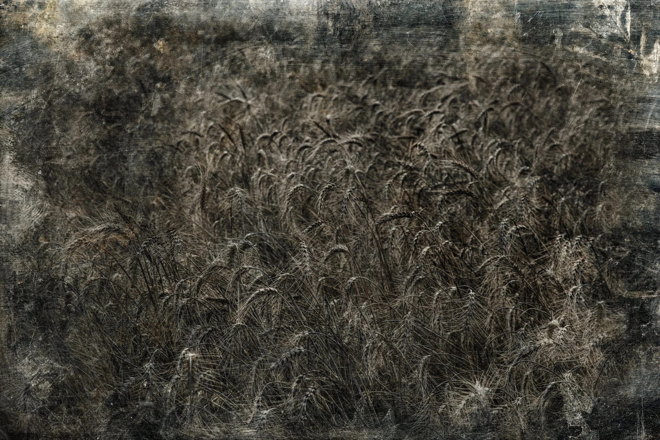 Brittany_2017_Wheat_Field-053ForSale copy.jpg