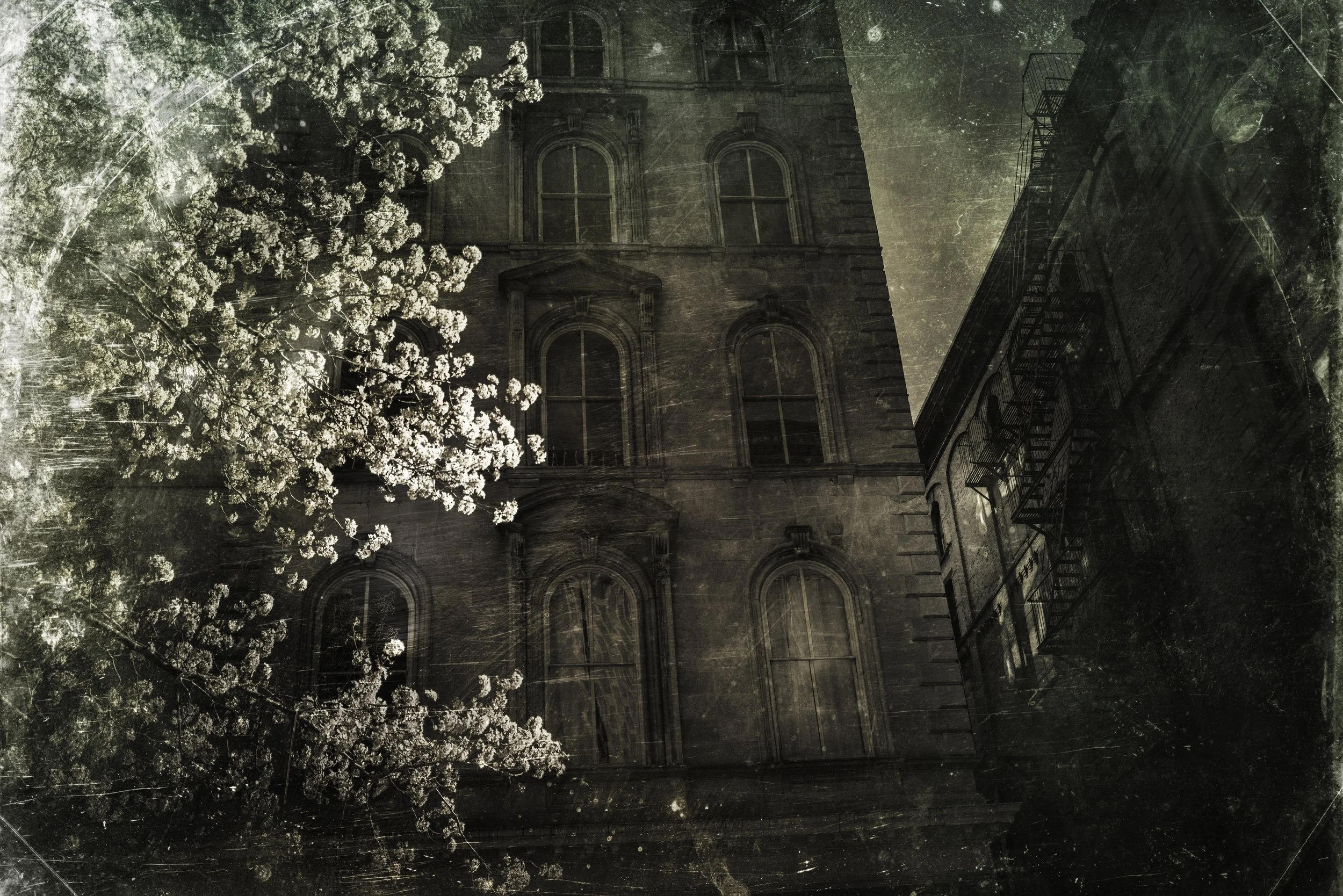 NYC_SpringFlowers_2016-008TinType_for_sale copy.jpg