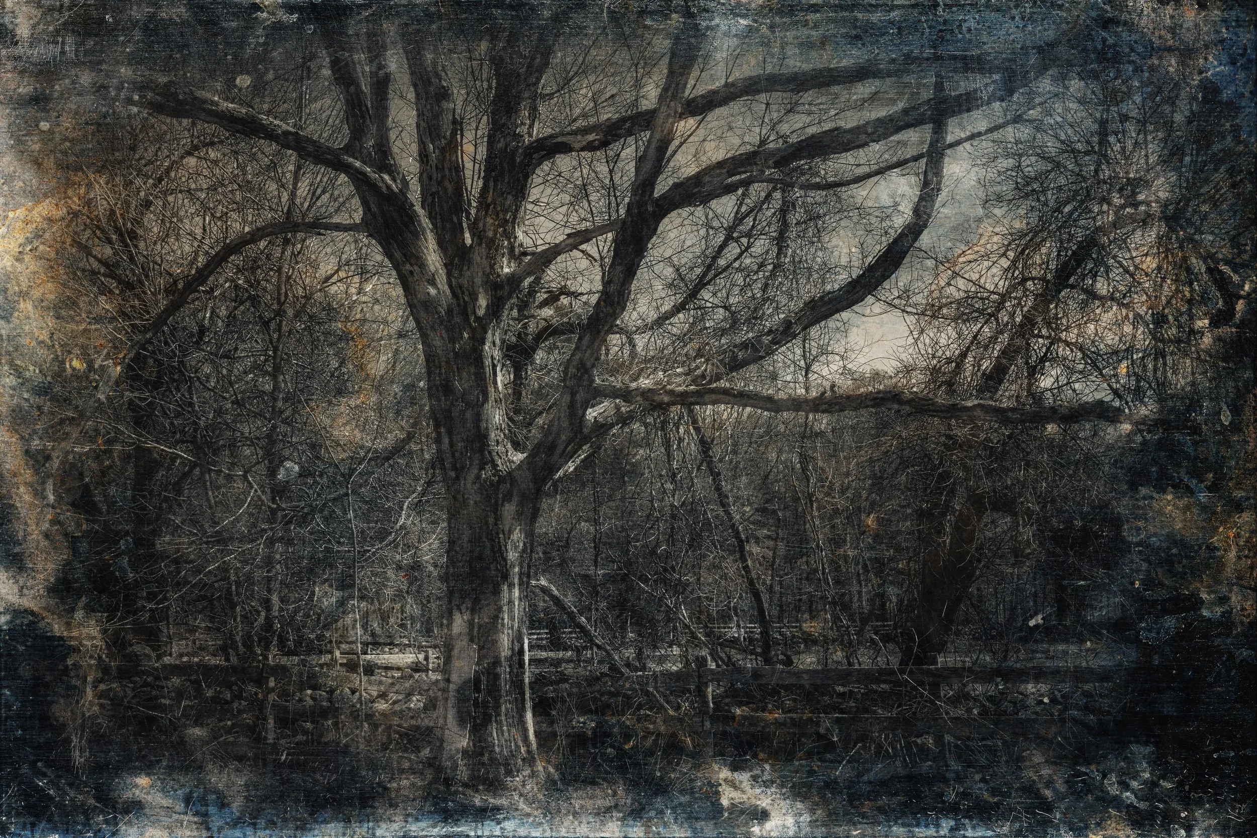 Stonington_Tree_2016-006_for_sale copy.jpg