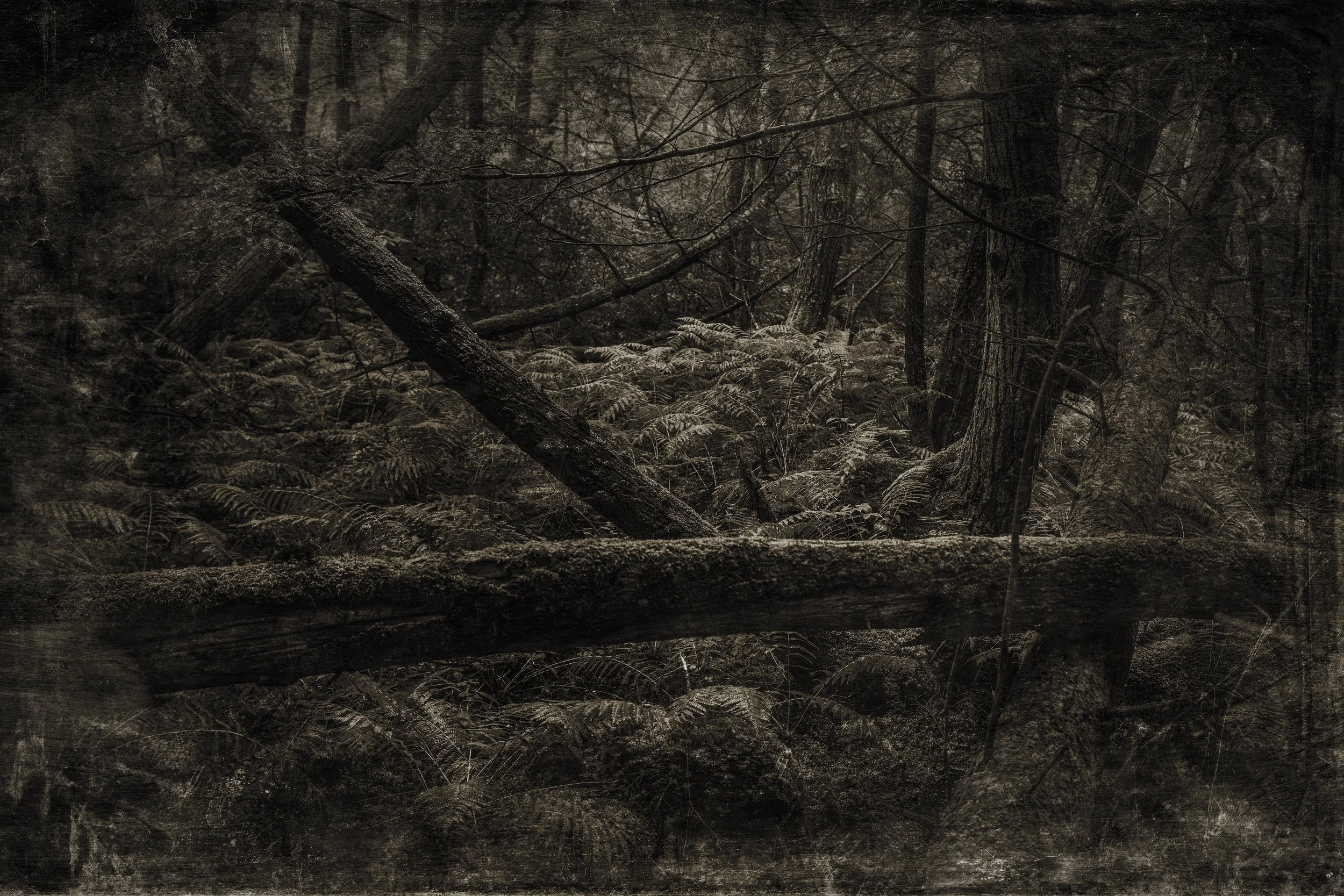Massachusetts_Swamp_01TinType copy.jpg