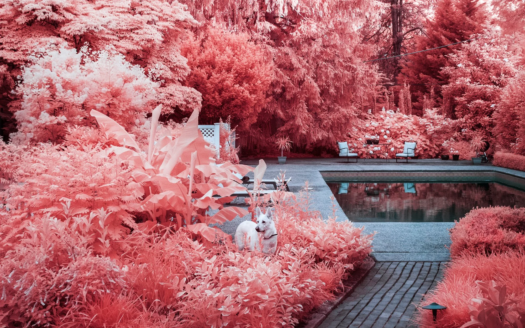 SHP_Website_Infrared_Scenes_-16.jpg