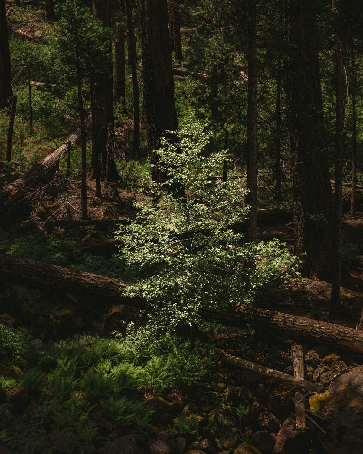 yosemite_duarte-danny_18.jpg