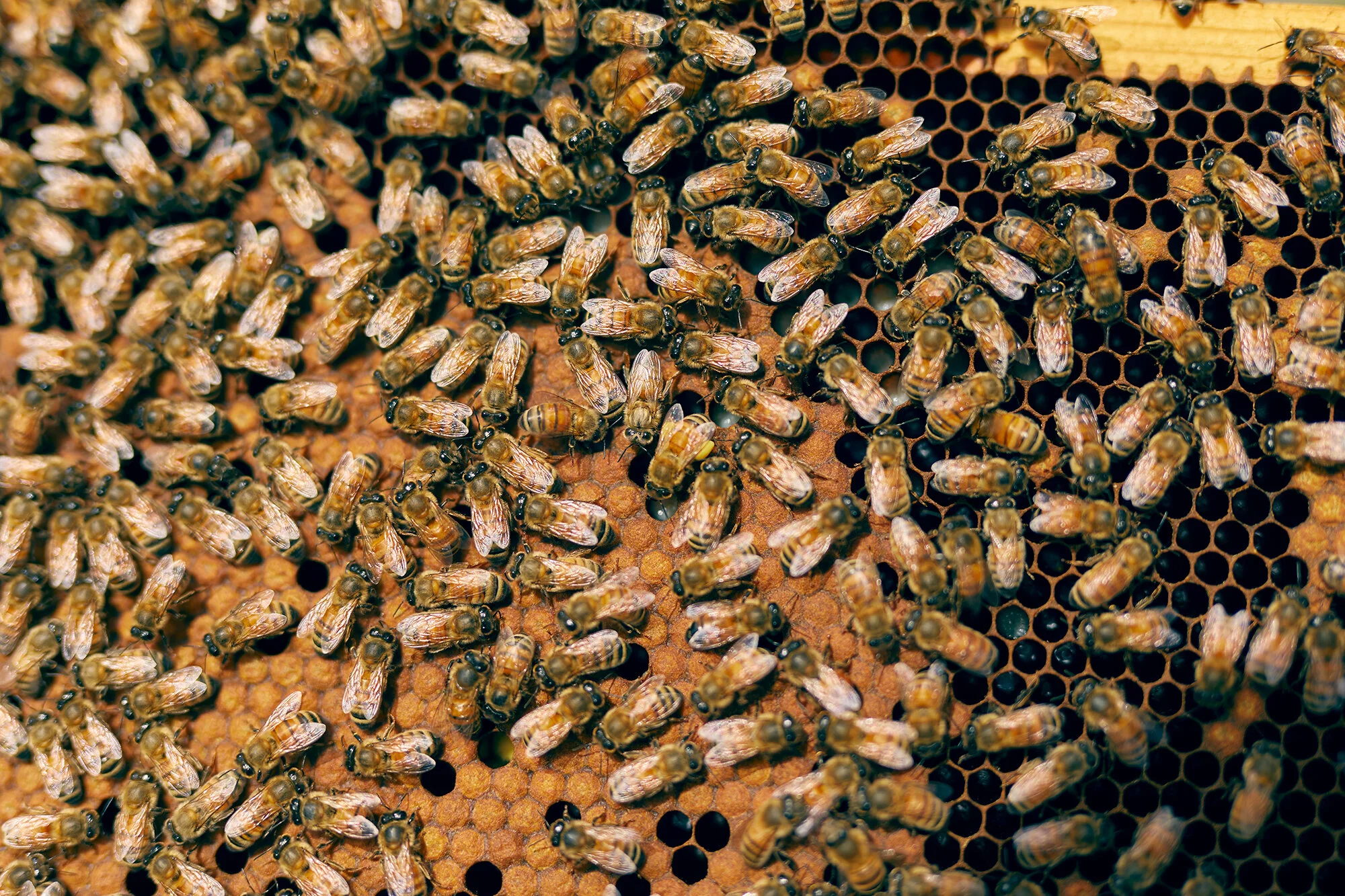 WEB_MaryBethKoeth_FlamingoMag_Bees_MBKoeth_1N3A0591.jpg