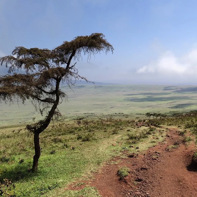 It was a 14 hour drive from the Tanzanian coffee hills to the Kenyan ones. This scenery made the drive fly by. #tanzania #Kenya #ontheroad #coffee #travel #africa