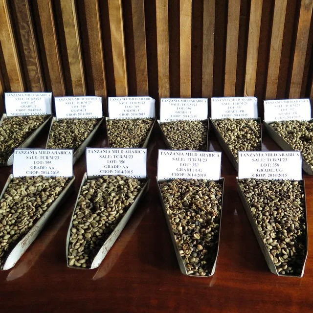 Samples of graded lots of coffee waiting to be auctioned at the Moshi Coffee Auction. #coffee #tanzania #africa