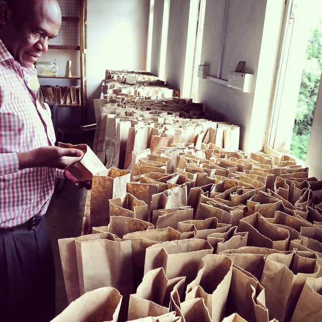 Mr Mulema of the Tanzanian Coffee Board inspects samples of green beans grown by local smallholders before they are auctioned at the Moshi Coffee Auction. The TCB takes great care to ensure that the quality of beans in the auction are the same as tha