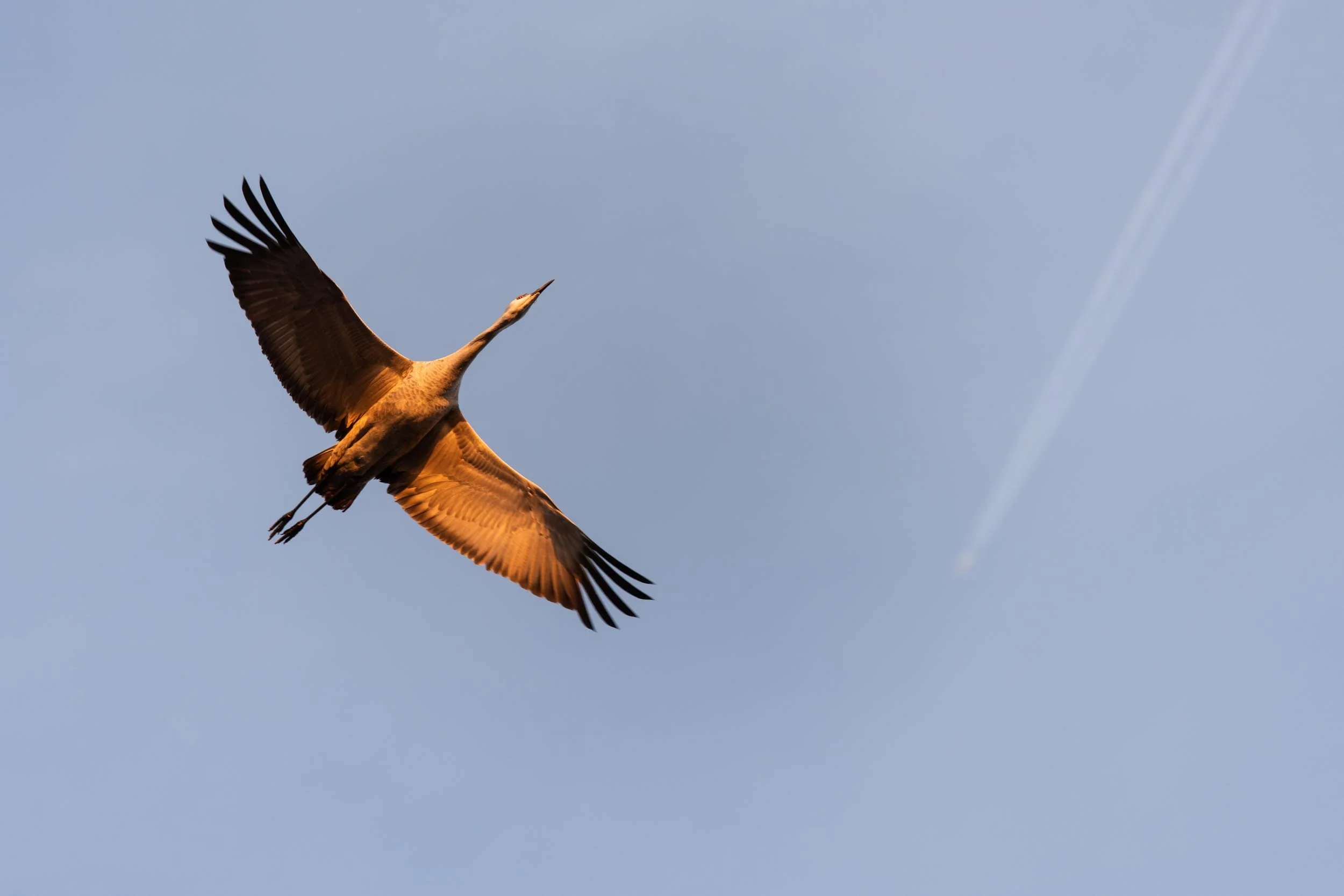 009_niobrara_nebraska_sandhillcranes.jpg