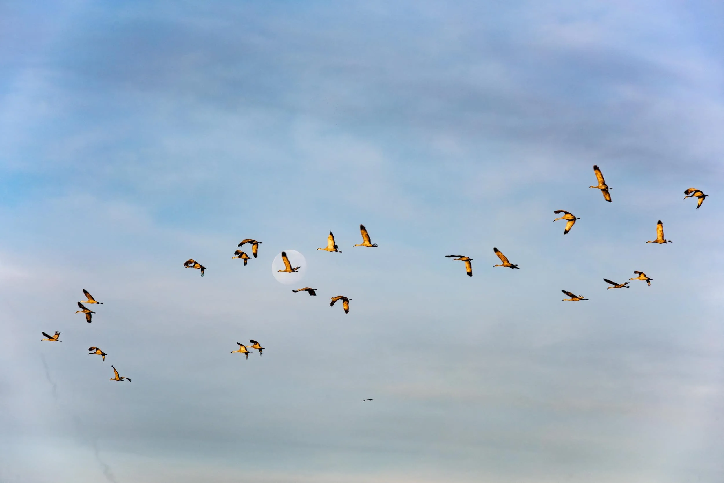 010_niobrara_nebraska_sandhillcranes.jpg