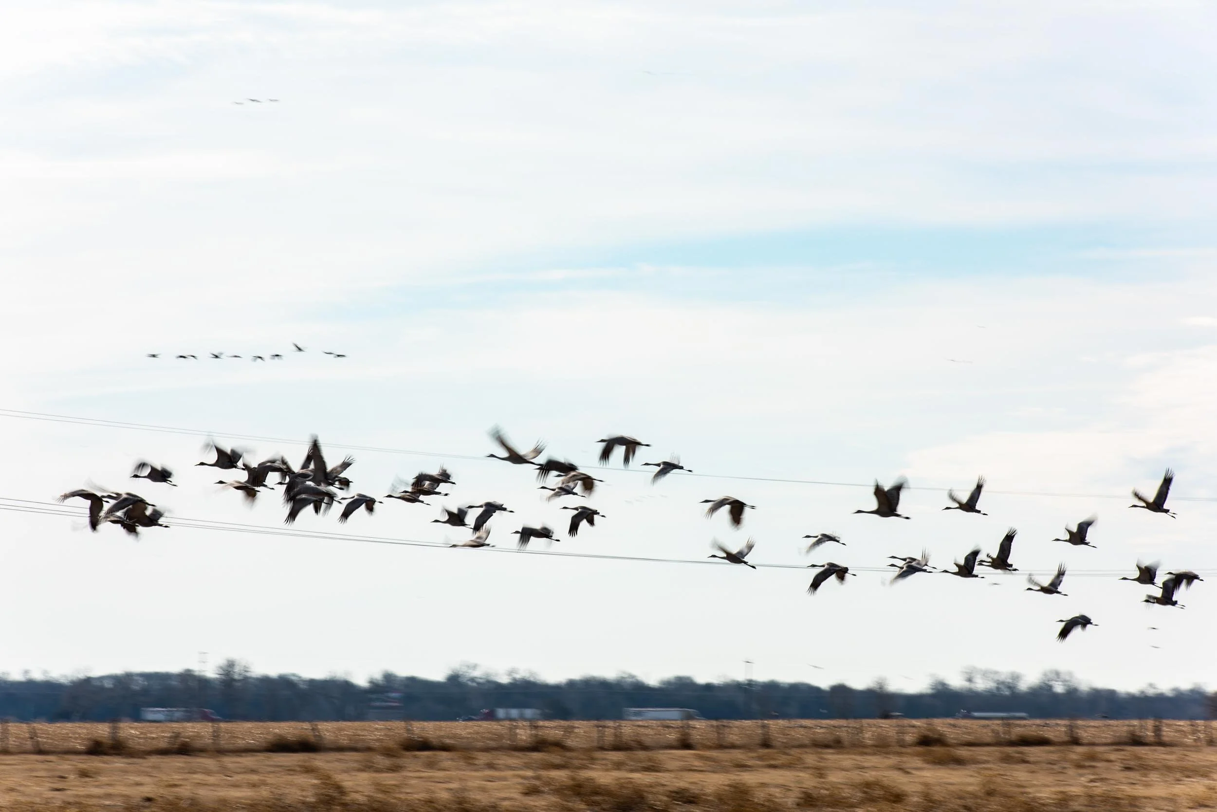 019_niobrara_nebraska_sandhillcranes.jpg