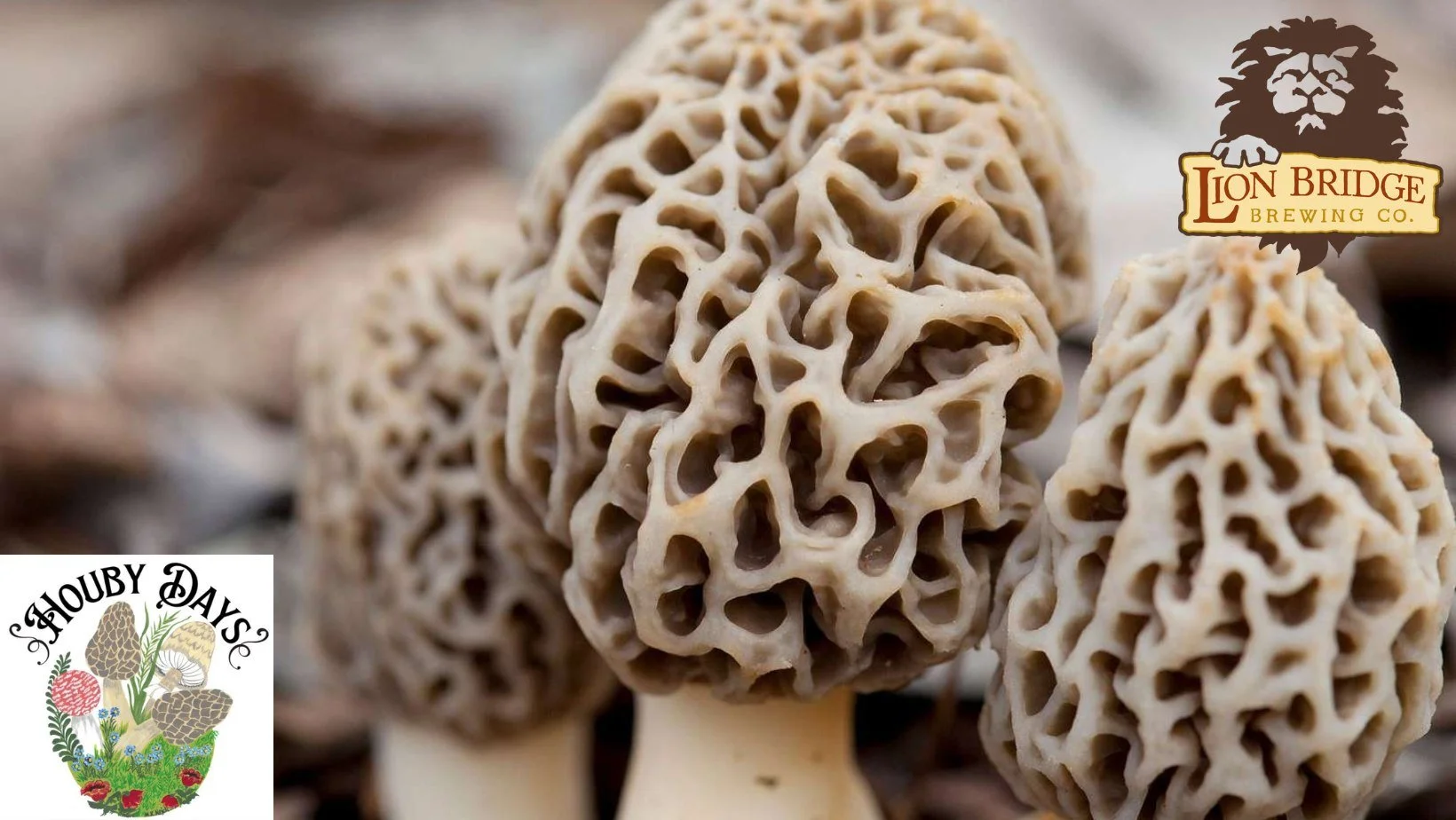 Morel Mushroom COMPETITION - Houby Days