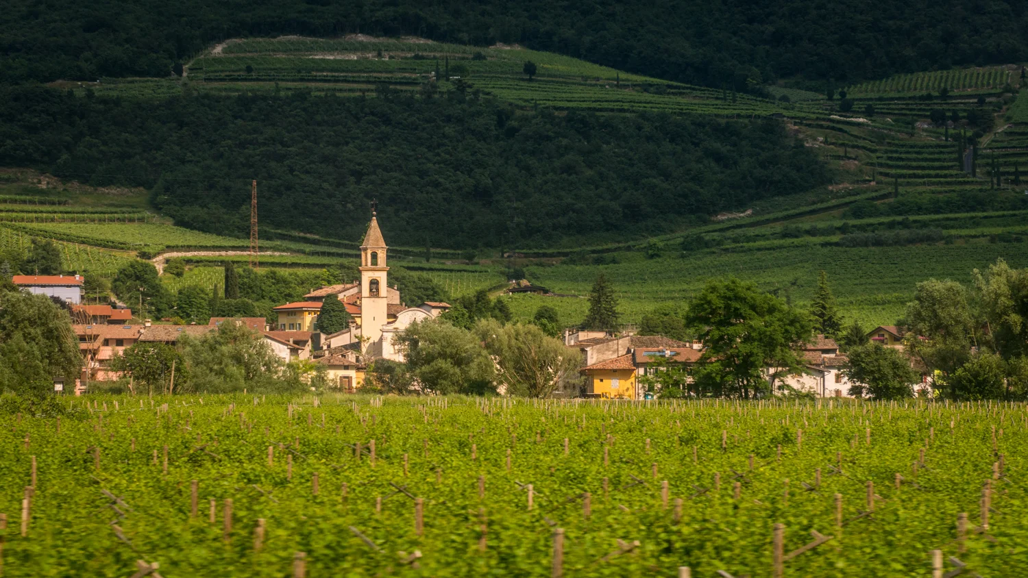 Italy : Alto Adige : Vineyards near Bolzano