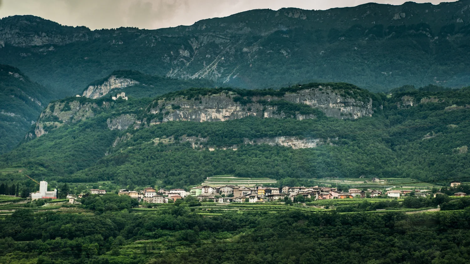 Italy : Alto Adige : Vineyards near Bolzano
