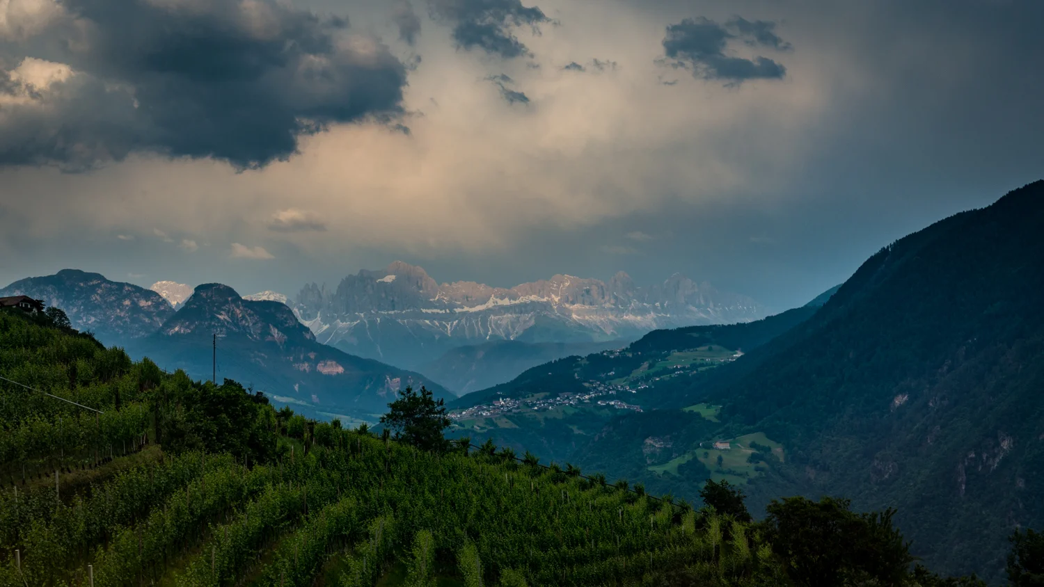 Italy : Alto Adige : Vineyards outside of Bolzano