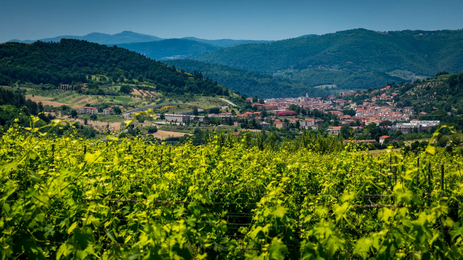 Italy : Tuscany : Chianti Rufina
