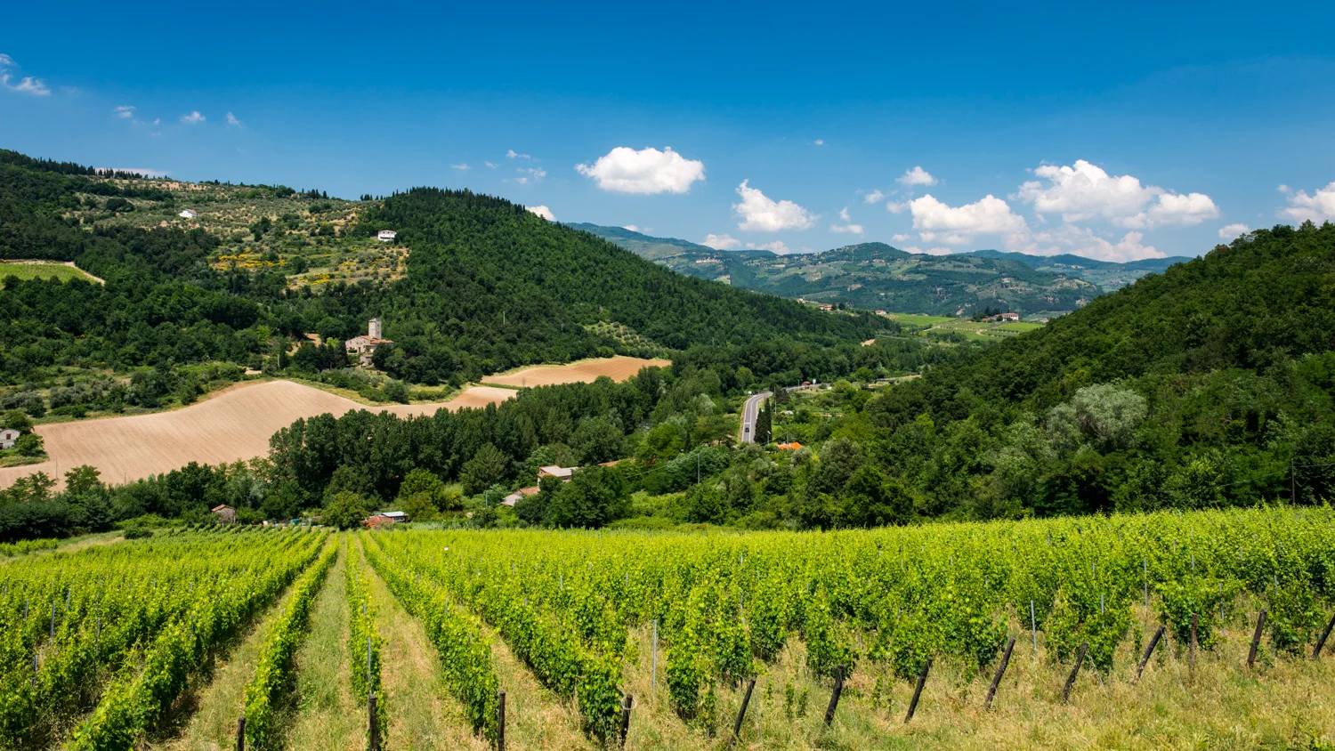 Italy : Tuscany : Selvapiana's vines in Chianti Rufina