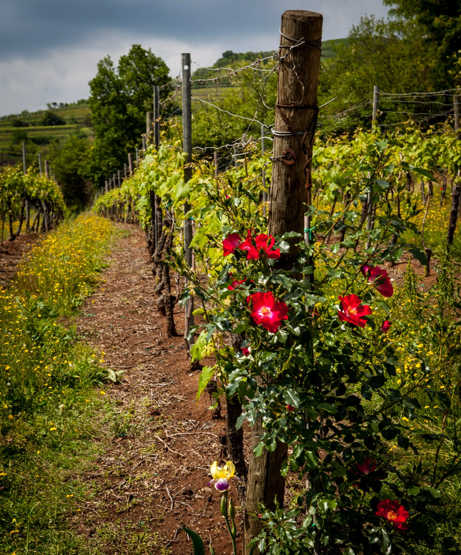 Italy : Veneto : Hillside vineyards in the Soave Classico zone, Monteforte d'Alpone