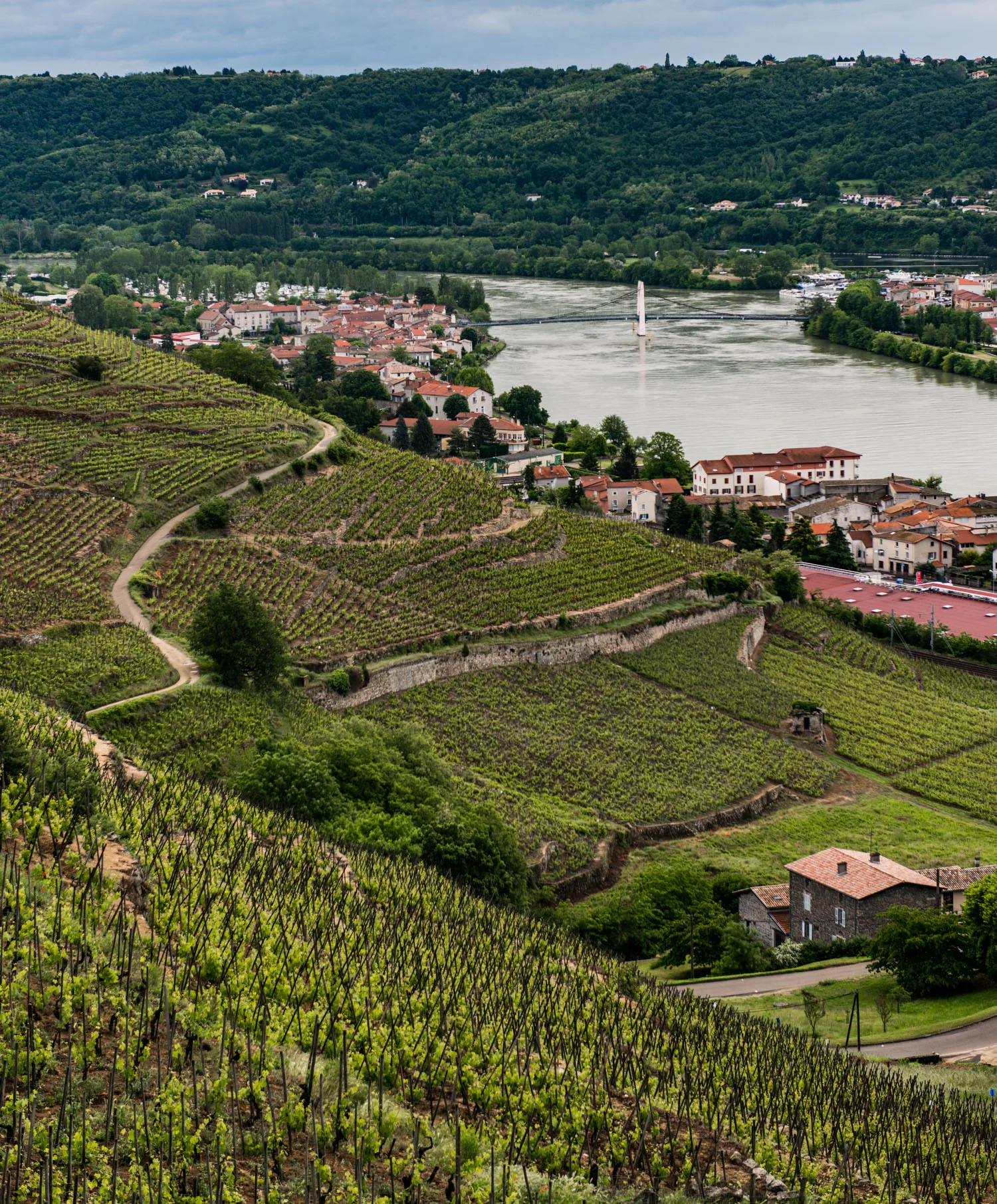 France : Northern Rhone : Alleau (front) and Vernon (back) vineyards in Condrieu